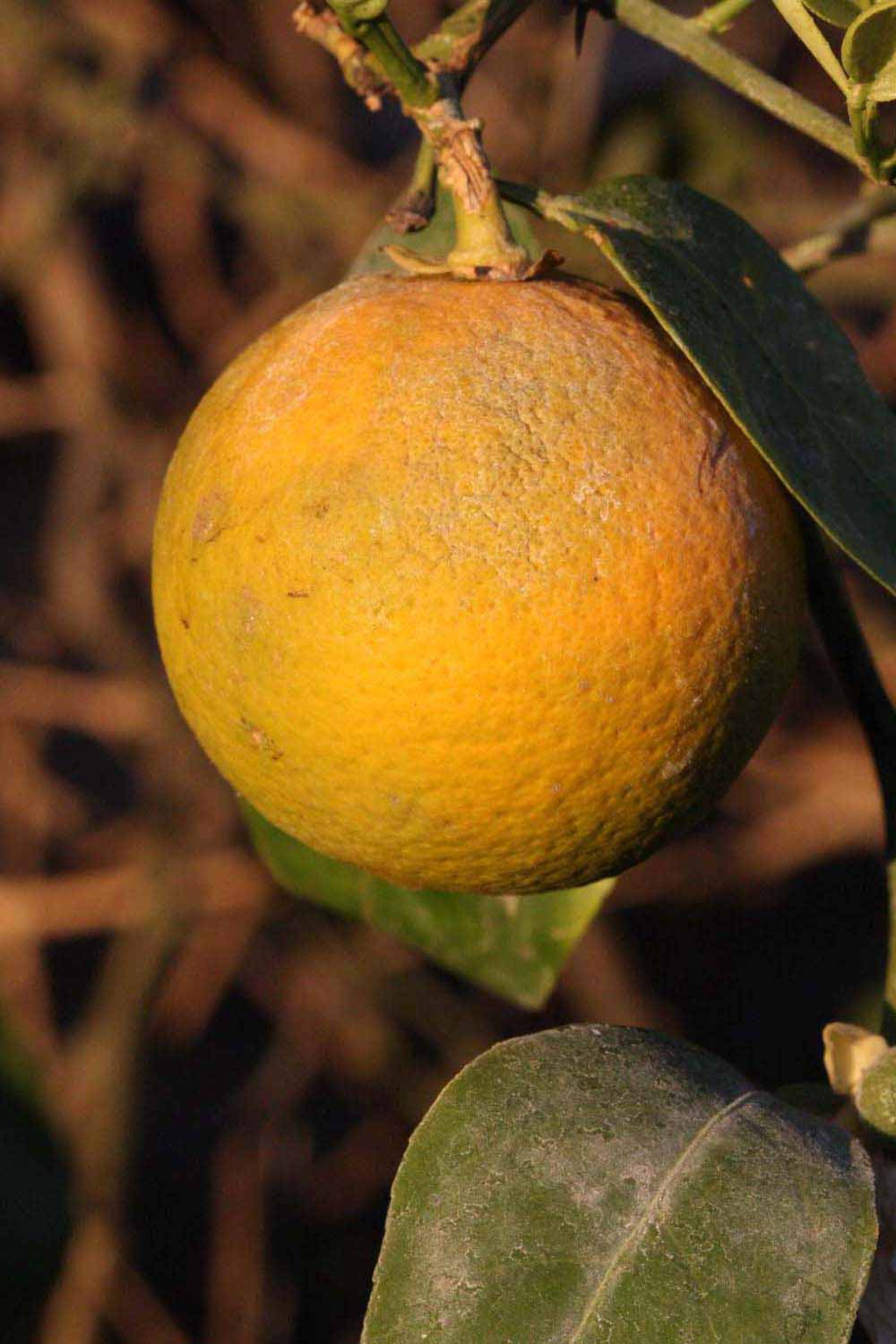            Fruit (Riverside, CA)   